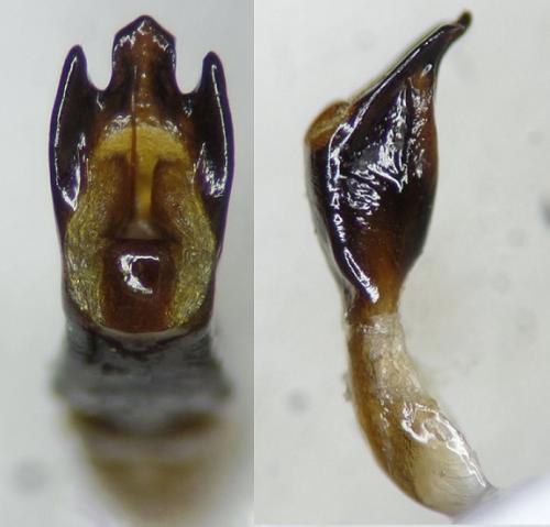 Réf. 307 063 : Cryptocephalus tristigma